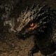 Dragonete Fuliginoso