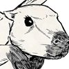 Capivara Alada